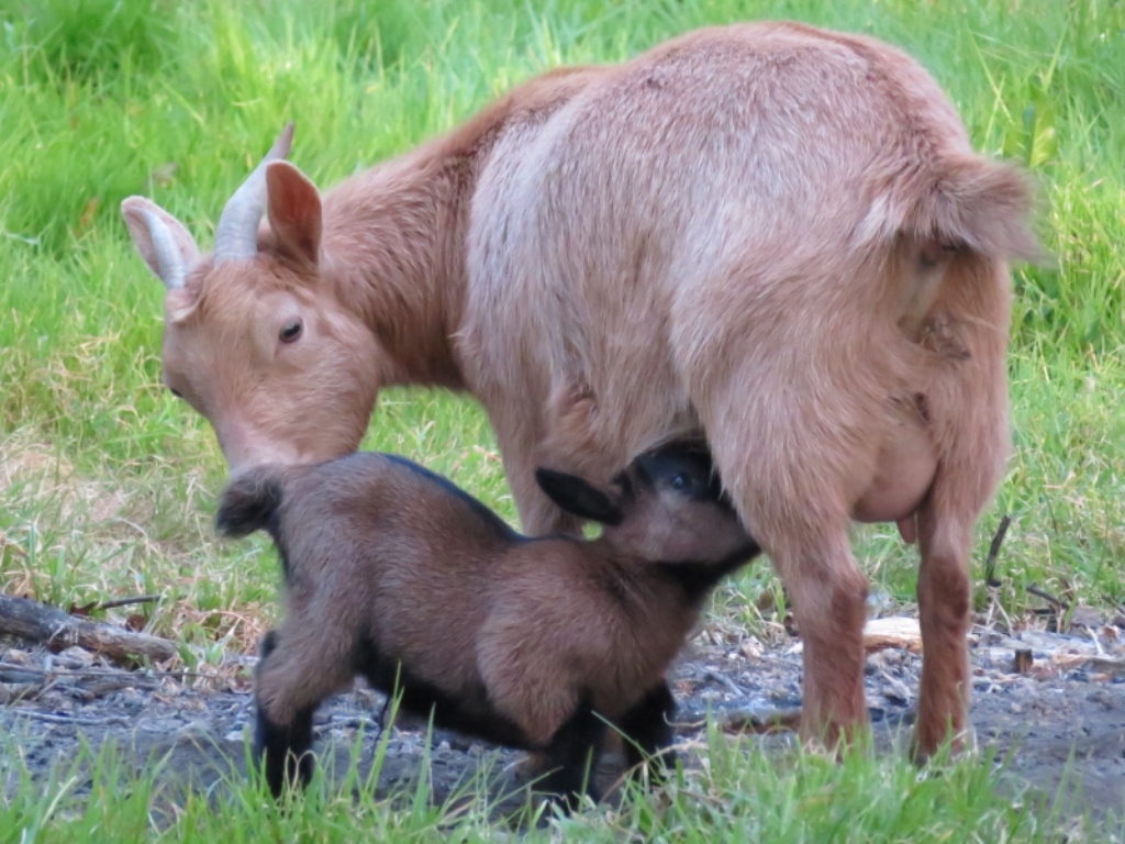 Moulin de Poyaller, Saint-Aubin