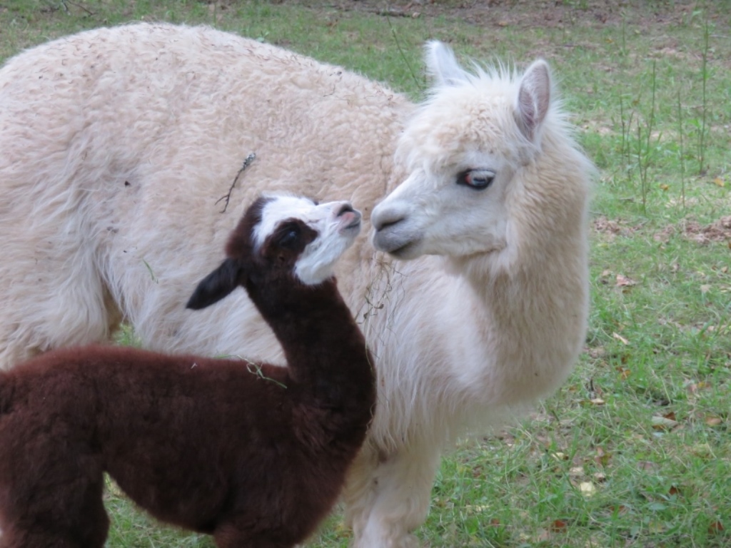 Moulin de Poyaller, Saint-Aubin - photo 4