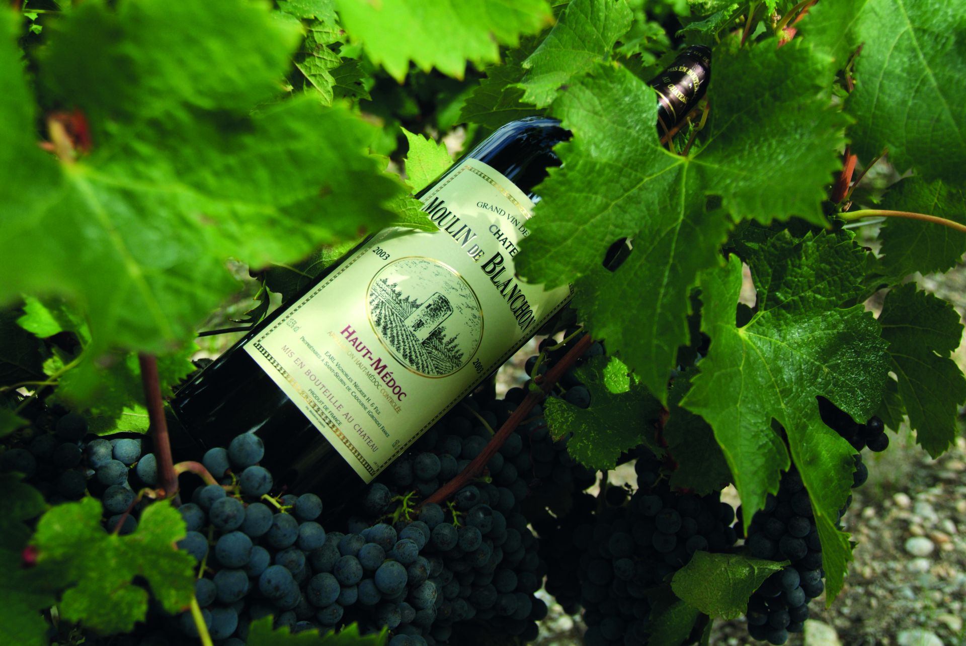 Château Moulin de Blanchon - photo 4