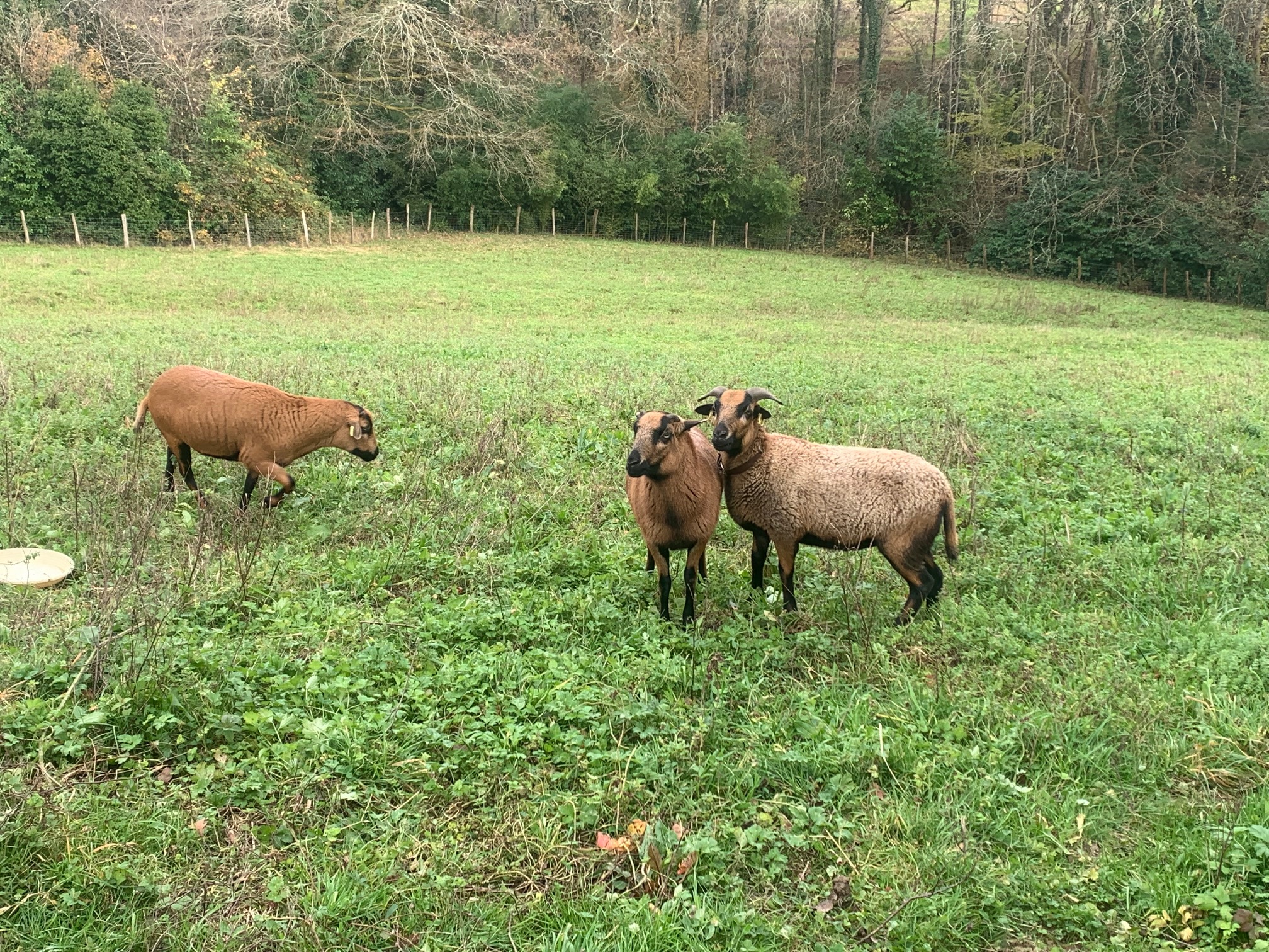Maison Mirabelle, Gamarde-les-Bains - photo 18