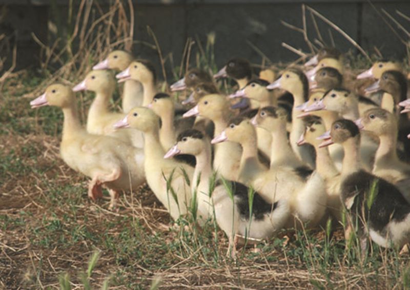 La Petite Fermette des Planchettes - photo 3