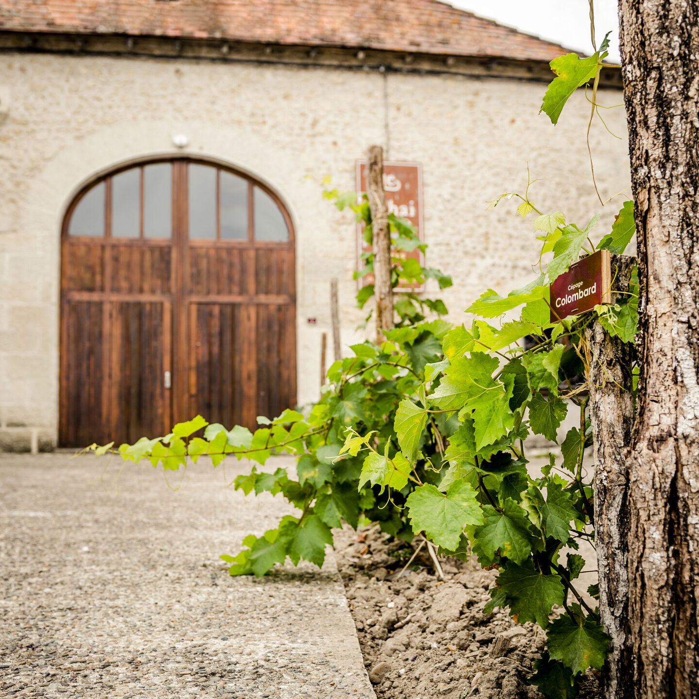 Musée du Cognac et du Vin, Saint Aulaye-Puymangou - photo 3