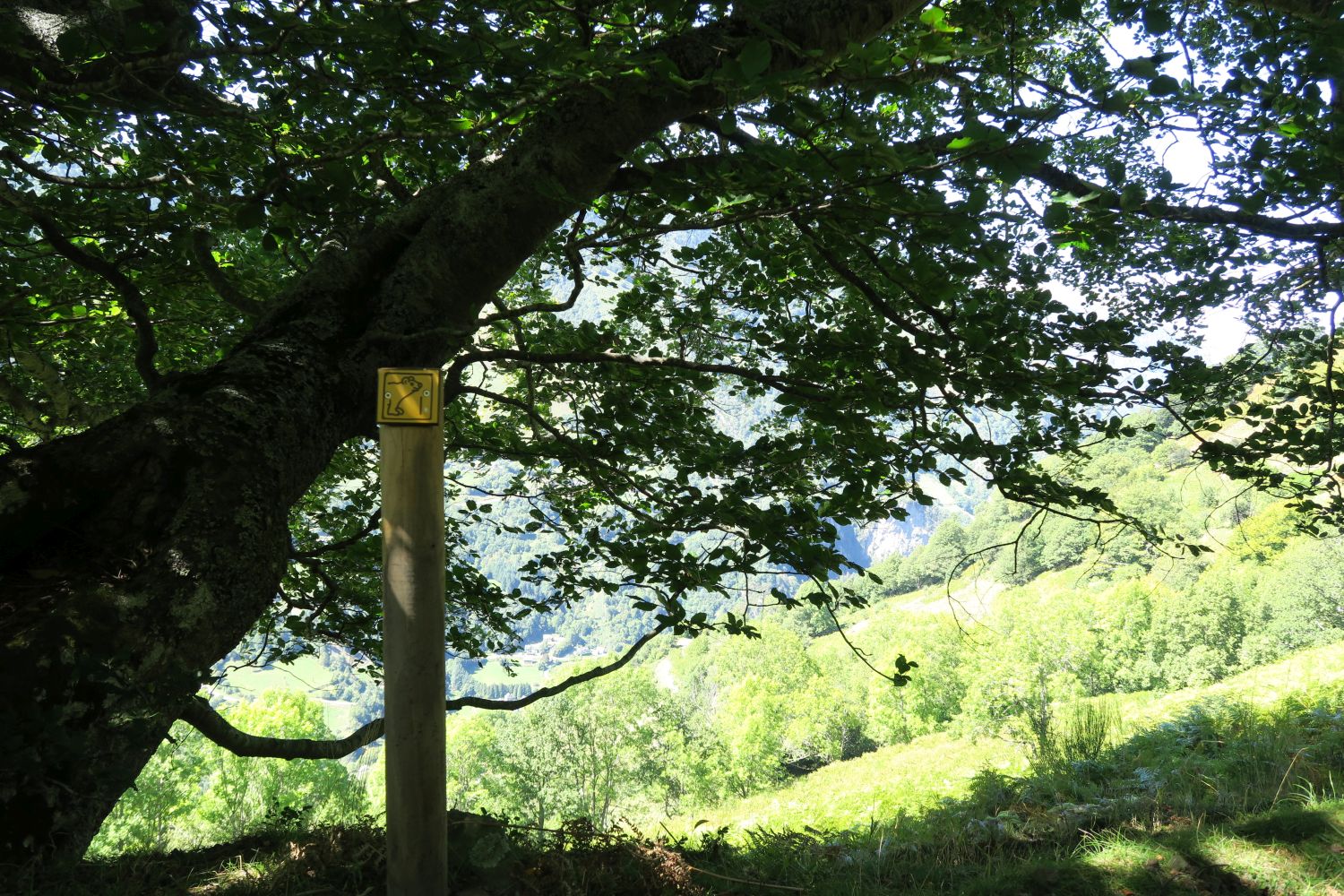 N°60 Sur les traces de l'ours petit circuit, Etsaut - photo 6