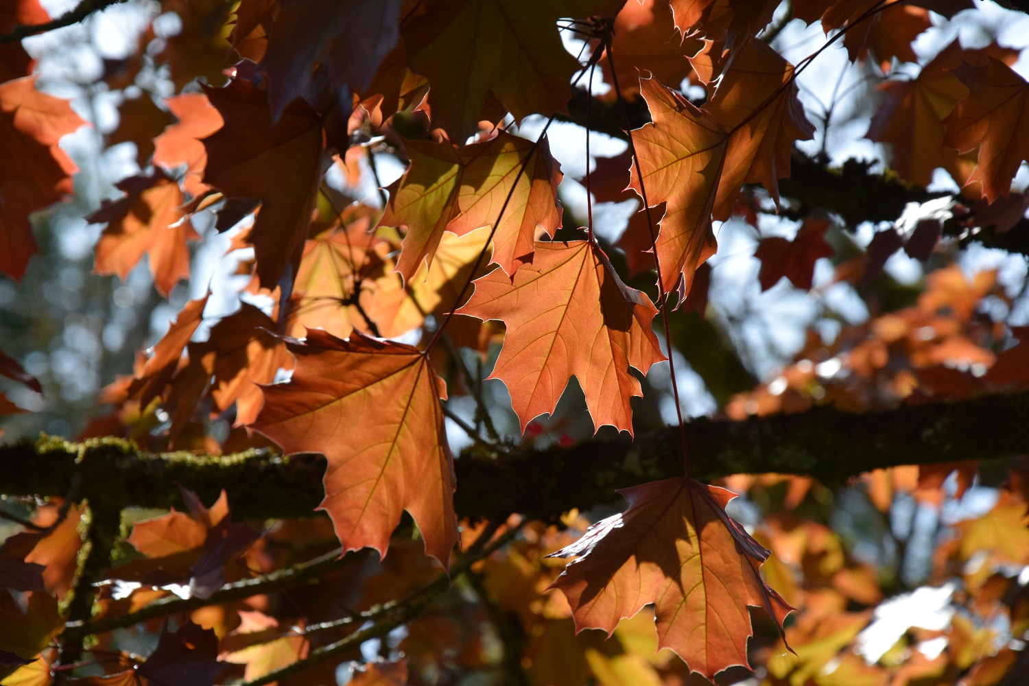 Boucle des  Fontaines, Négrondes - photo 3