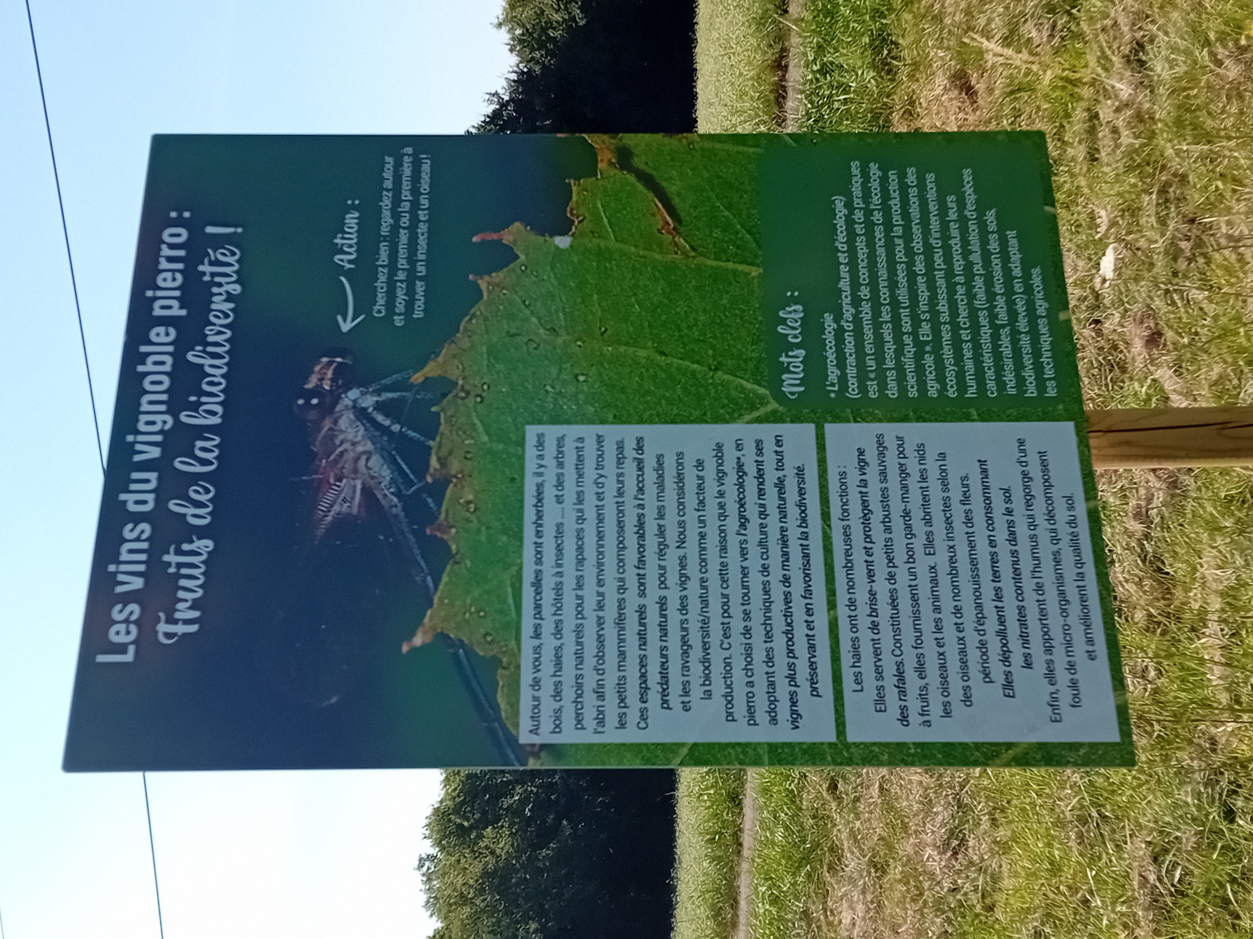 Vignoble Pierro - photo 4