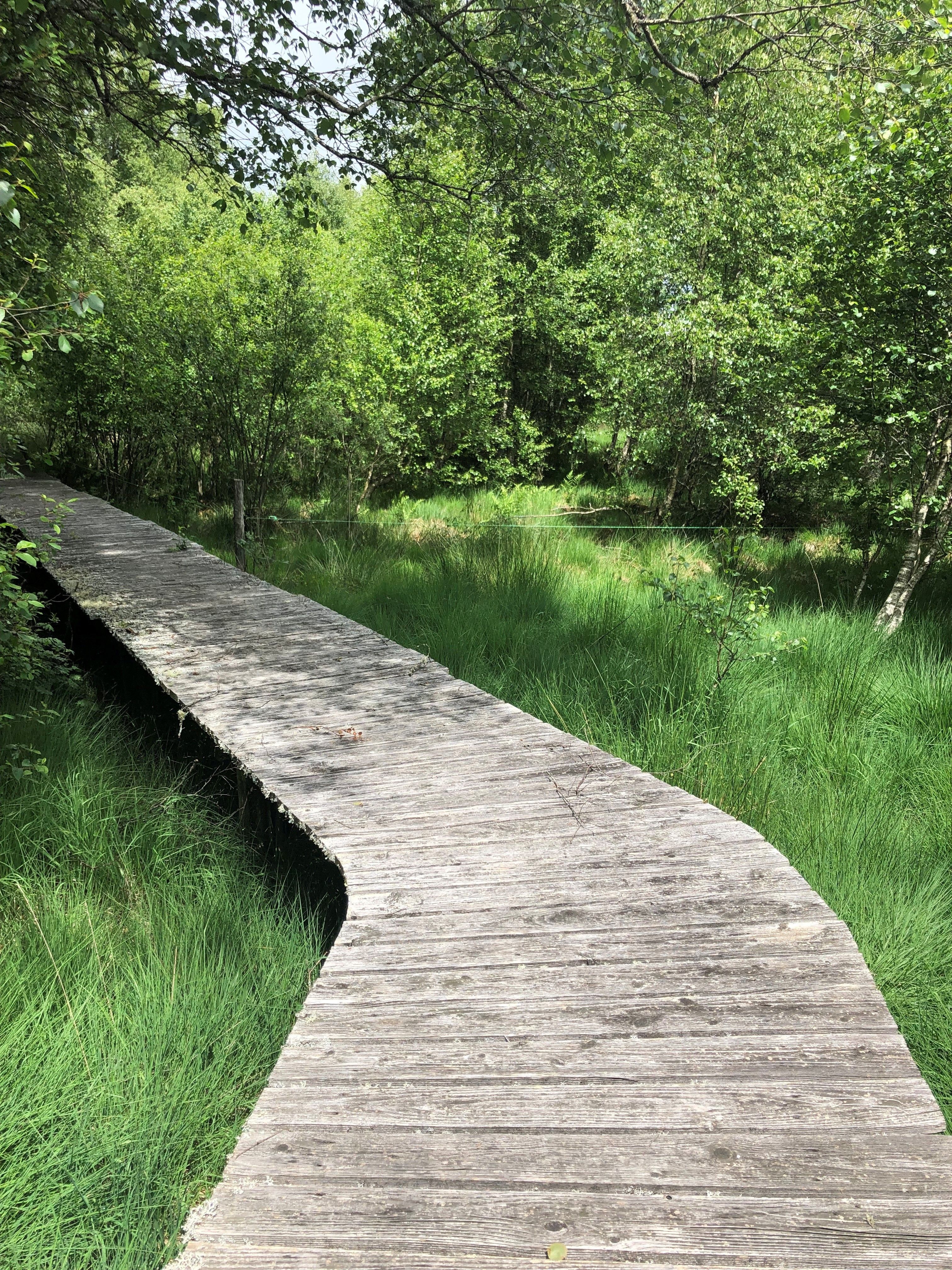 Tourbière de Négarioux Malsagne