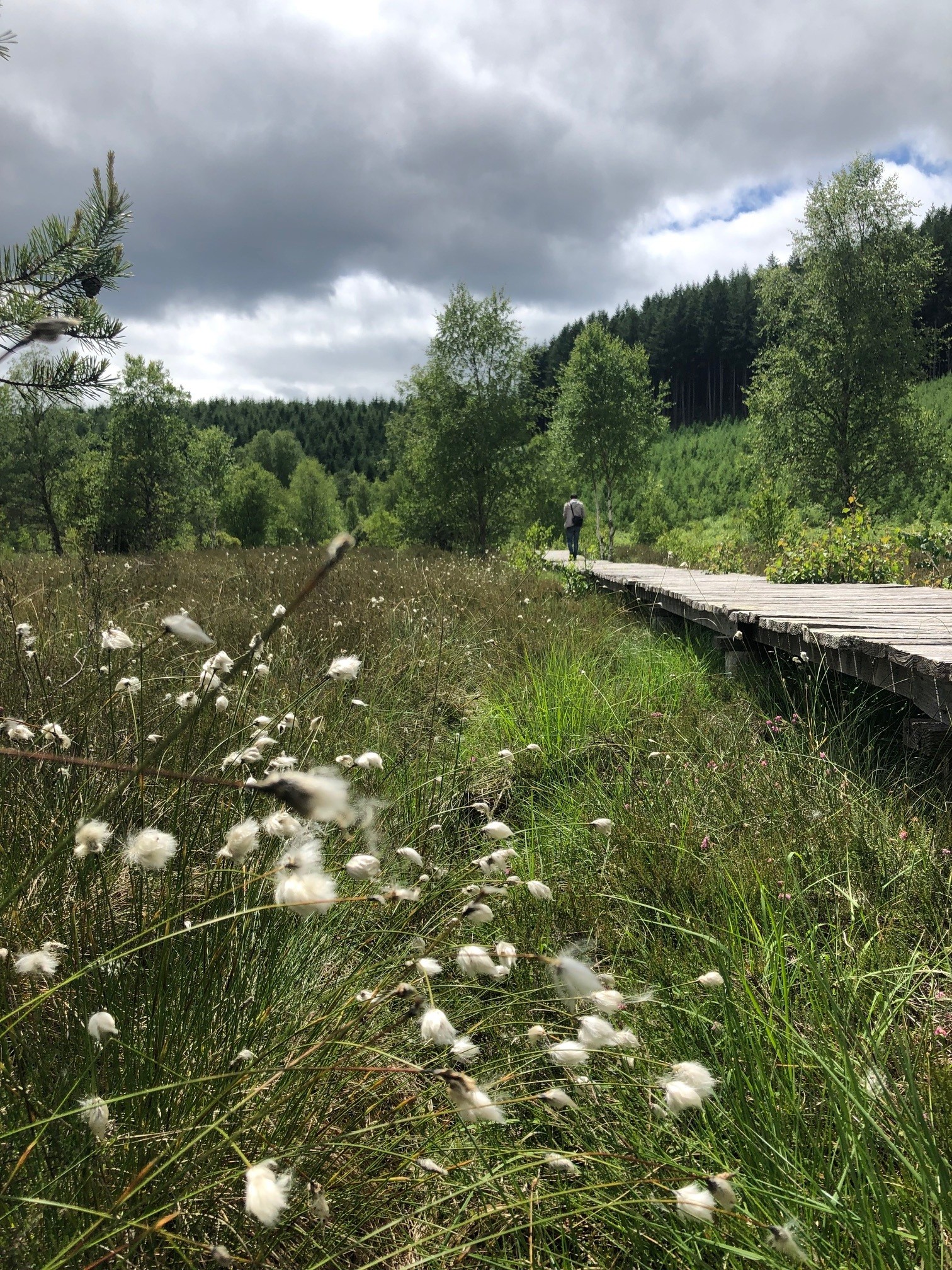 Tourbière de Négarioux Malsagne, Peyrelevade - photo 4