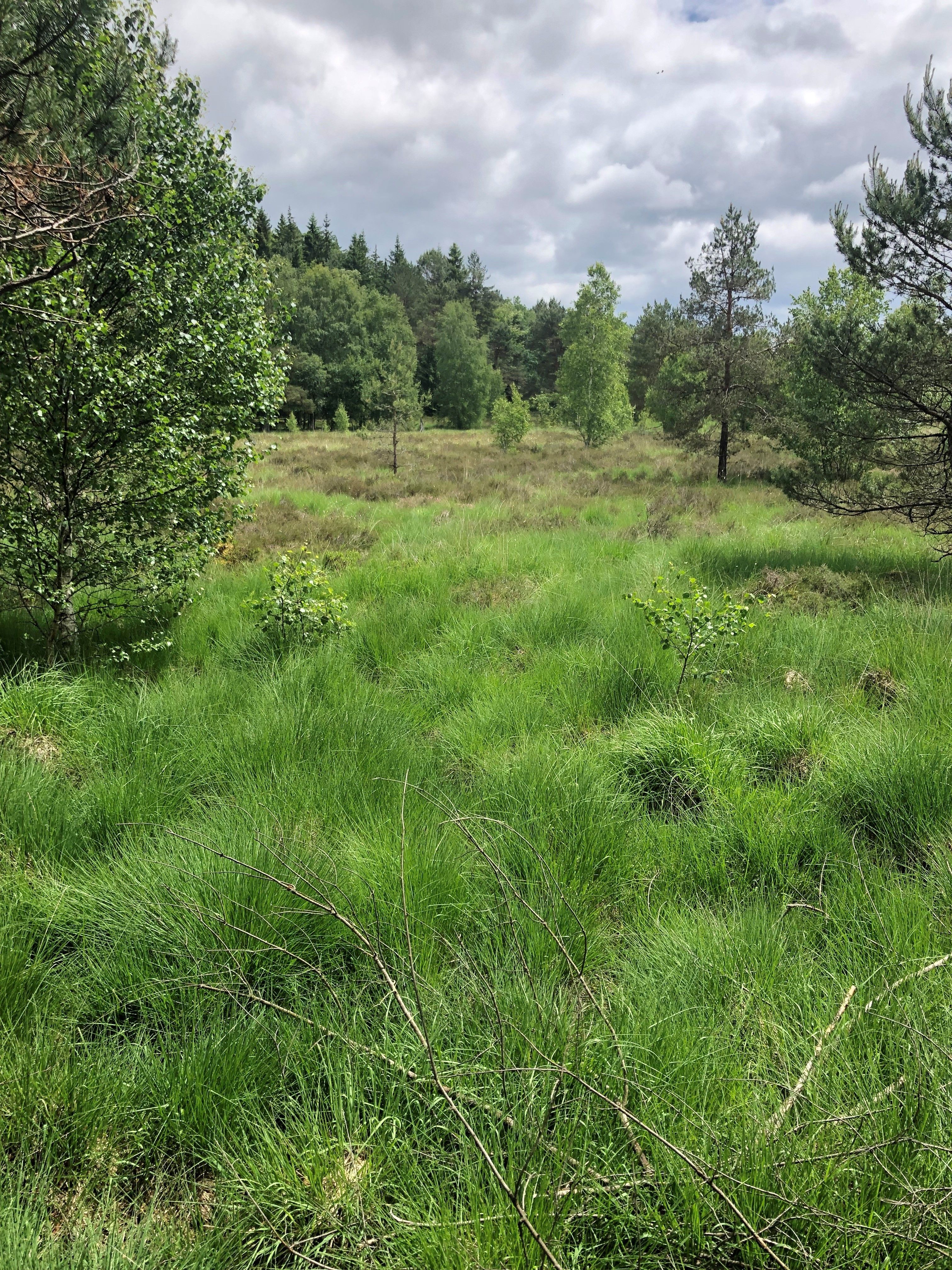 Tourbière de Négarioux Malsagne, Peyrelevade - photo 2