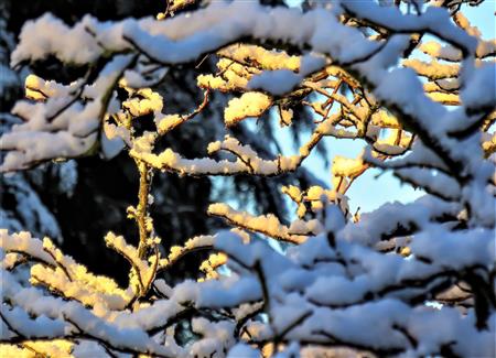 Secret de nature sous la neige Secret de nature sous la neige