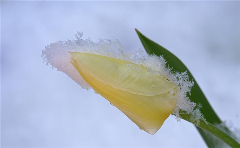 La nature et l'hiver