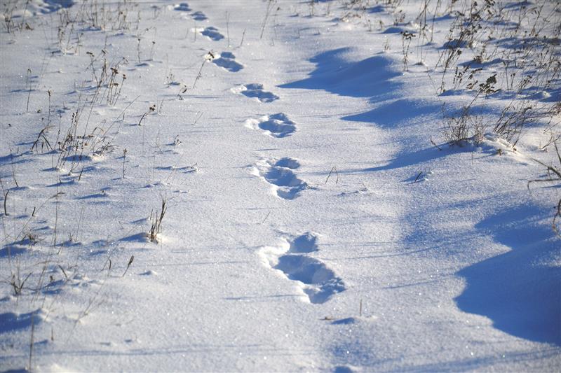 La nature et l'hiver