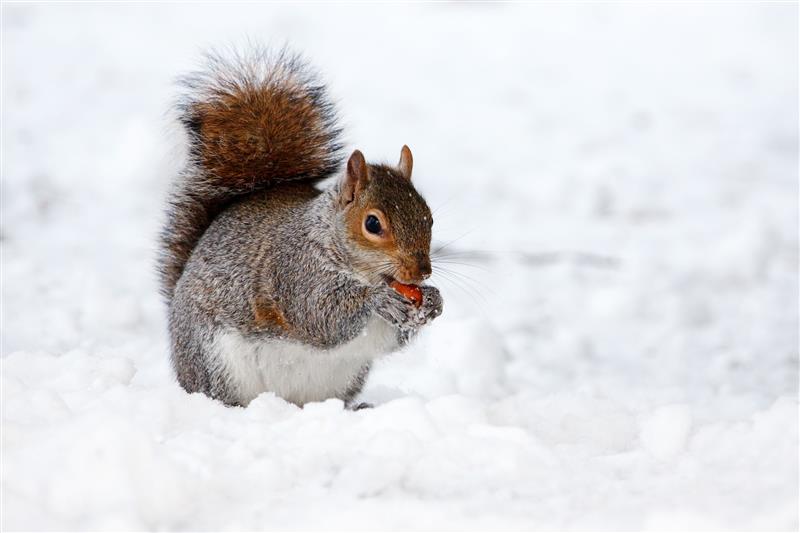 La nature et l'hiver