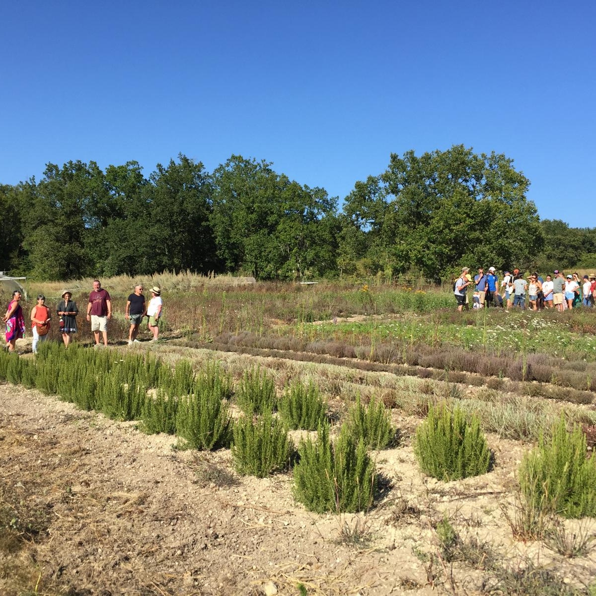 Visite de la ferme bio Neoherba