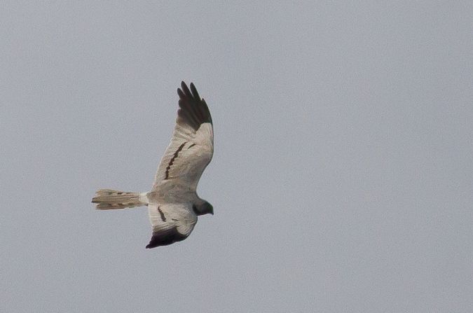 Plaines agricoles du Verteillacois, Gout-Rossignol