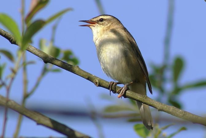 Marais des Brizards, Les Billaux - photo 13
