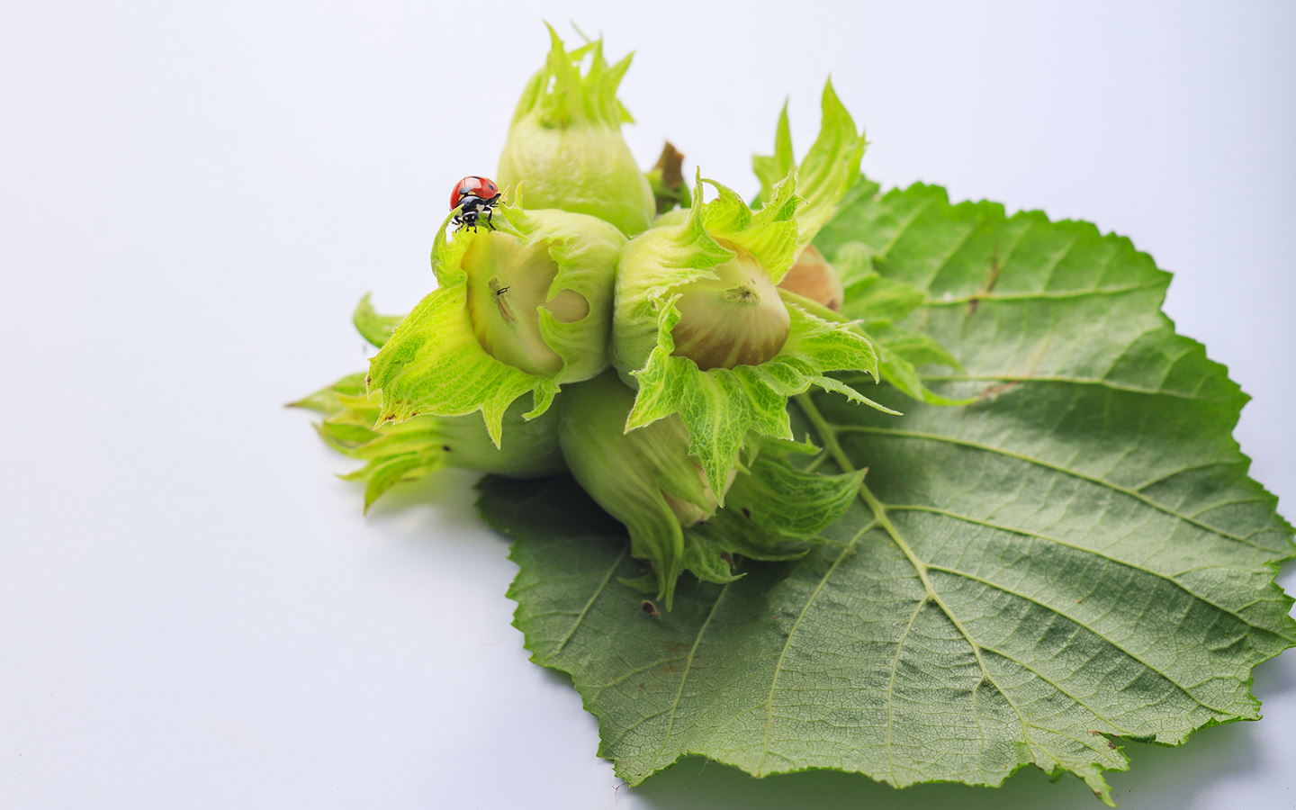 Huilerie Errota - La Noisette Basque - photo 4