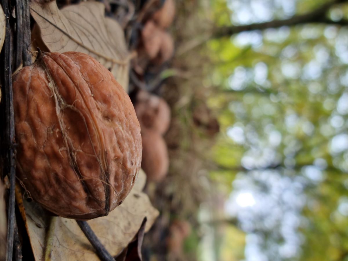 Domaine de Peyrignolles - photo 2