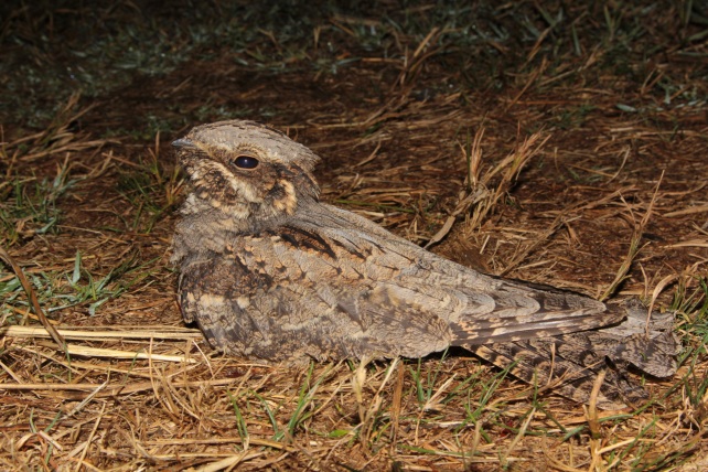 Plaines agricoles de Puymirol, Puymirol - photo 7