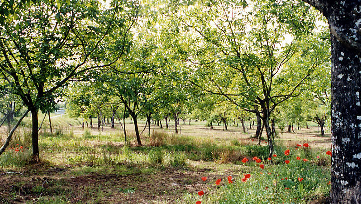 Autour de la noix à Nailhac