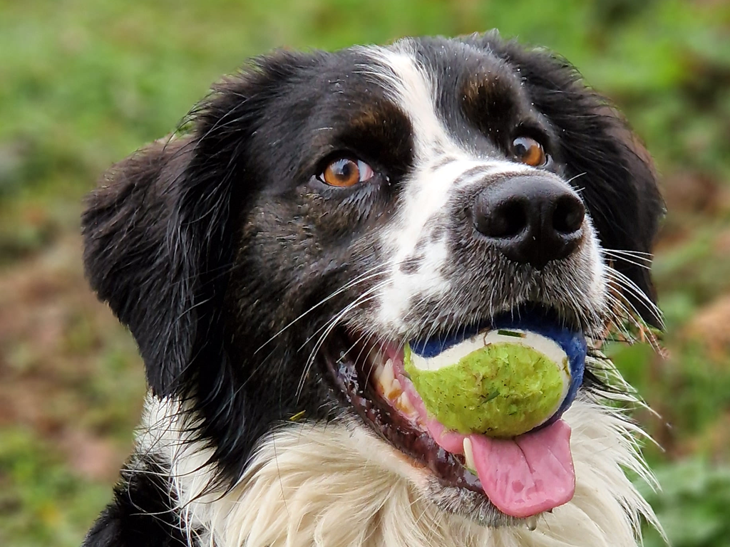 Location "O Fil de l'Hôte", Saint-Yrieix-la-Montagne - photo 7