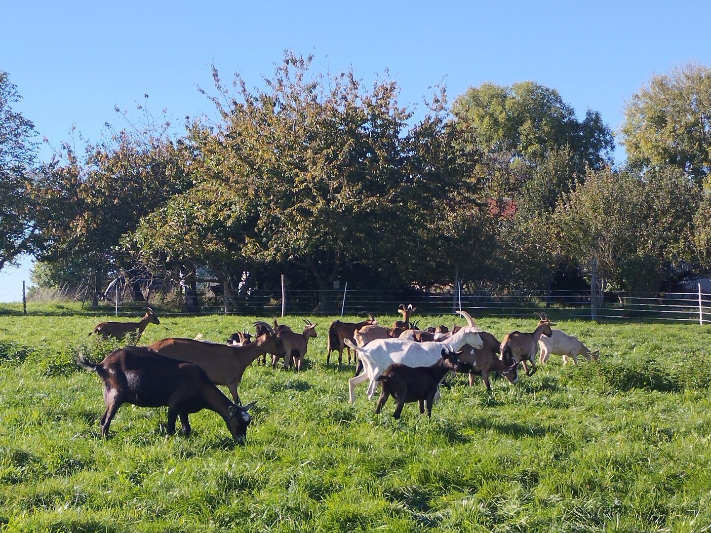 Portes ouvertes à la ferme — visuel événement