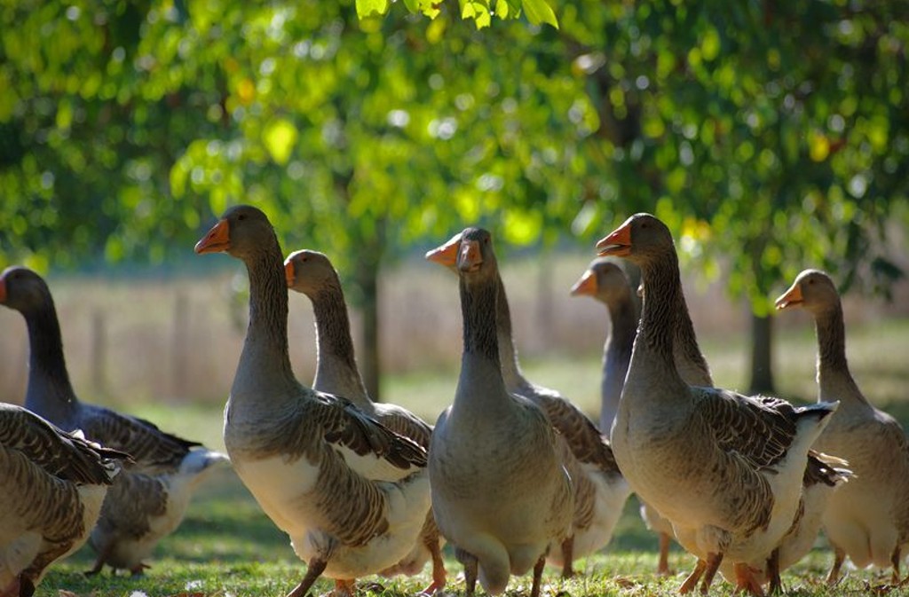 Domaine de Barbe - photo 4