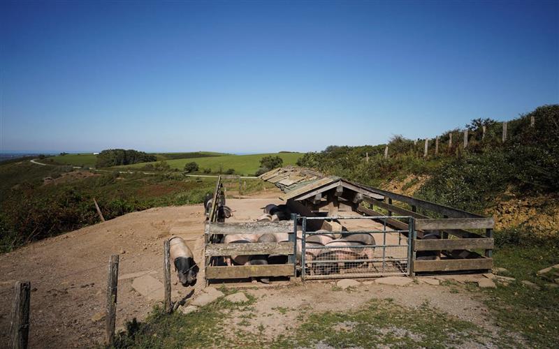 Suhalmendi : à la découverte du porc basque