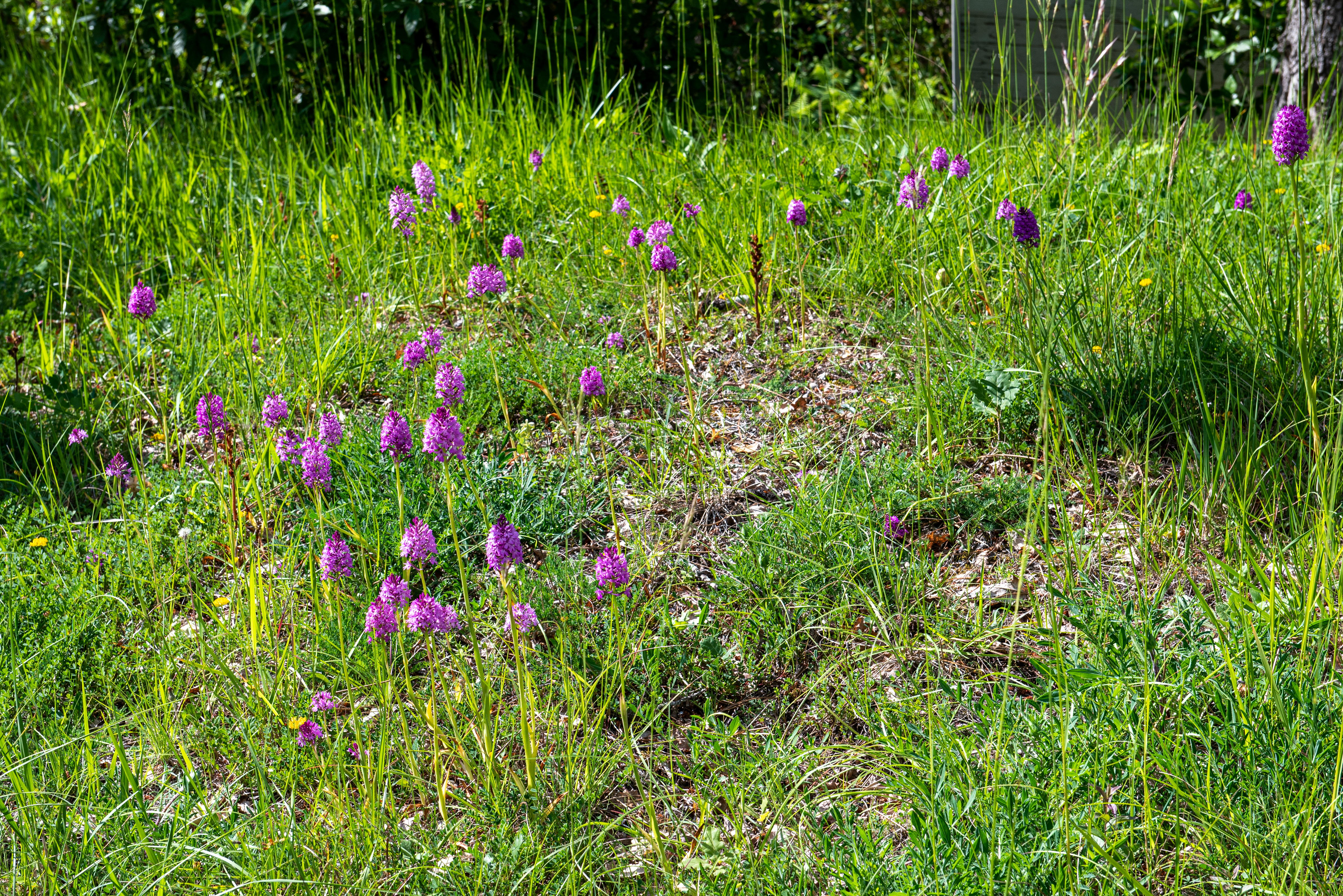 Boucle du Tertre de Thouil, Tarnès - photo 3