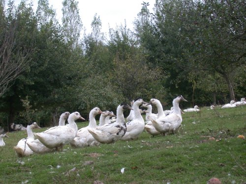 La Ferme de Michaumaille
