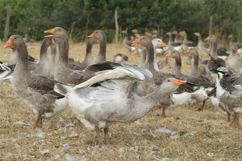 La Ferme de Michaumaille - photo 3