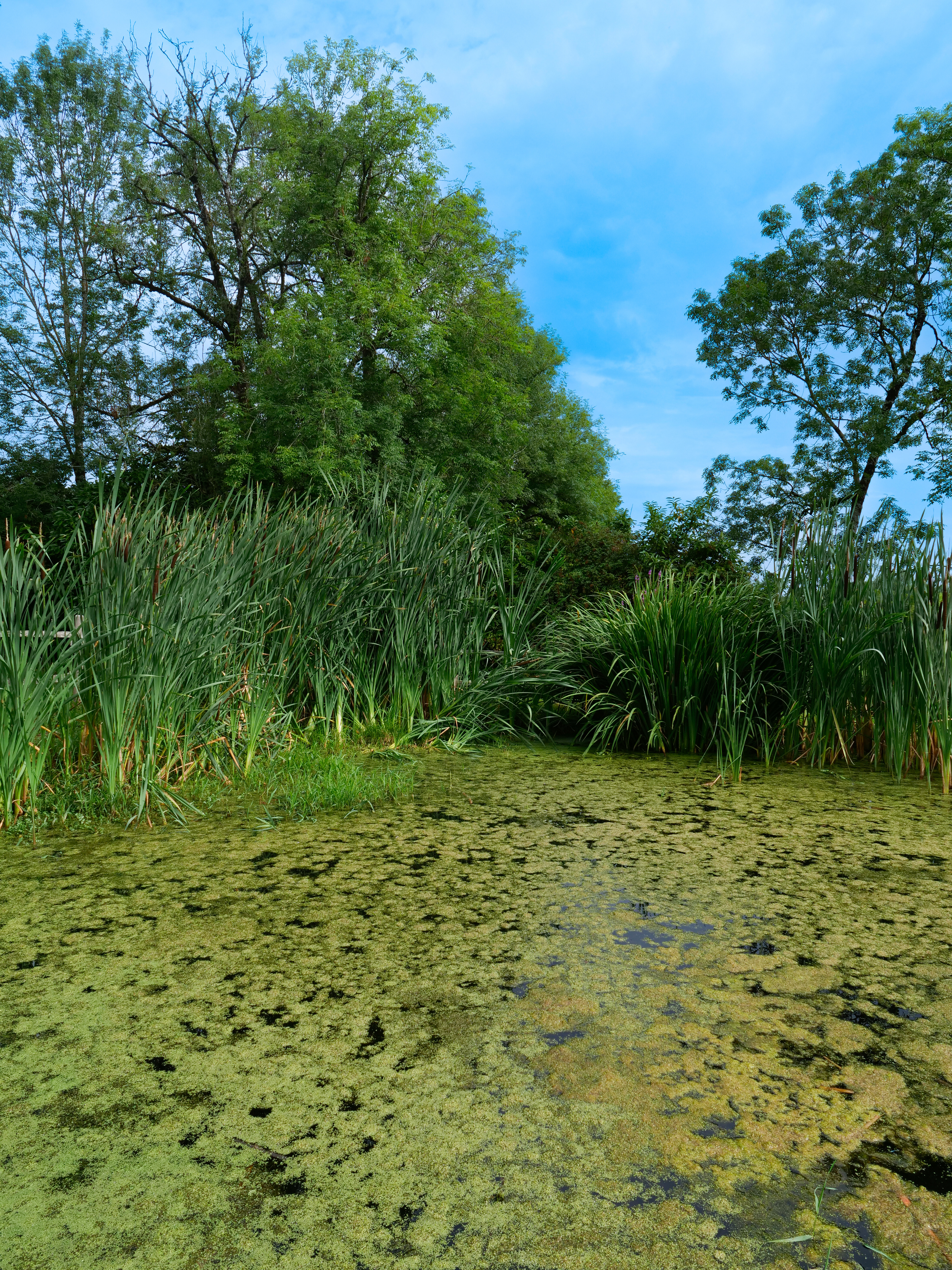 Nueil-Les-Aubiers - Autour de la Scie, Nueil-les-Aubiers - photo 2