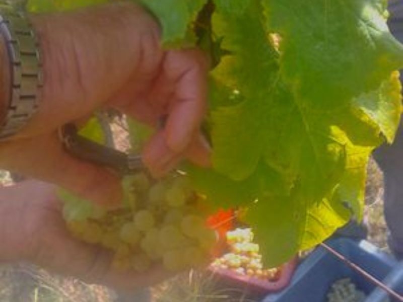 Château Les Maubats - photo 4