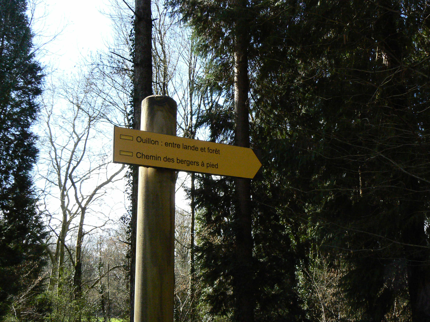 Ouillon : Entre lande et forêt - photo 4