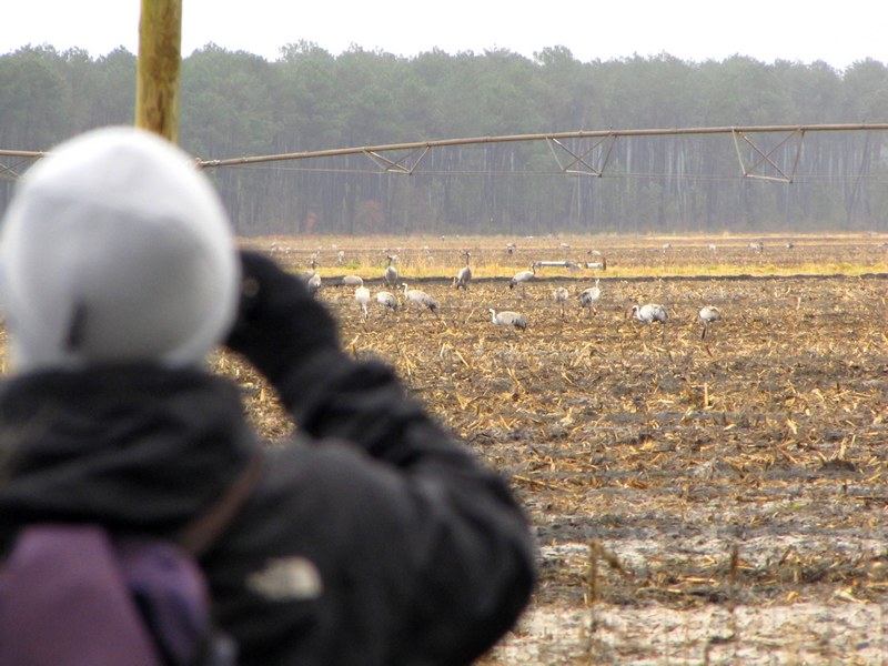 Le Camp du Poteau, Captieux - photo 3