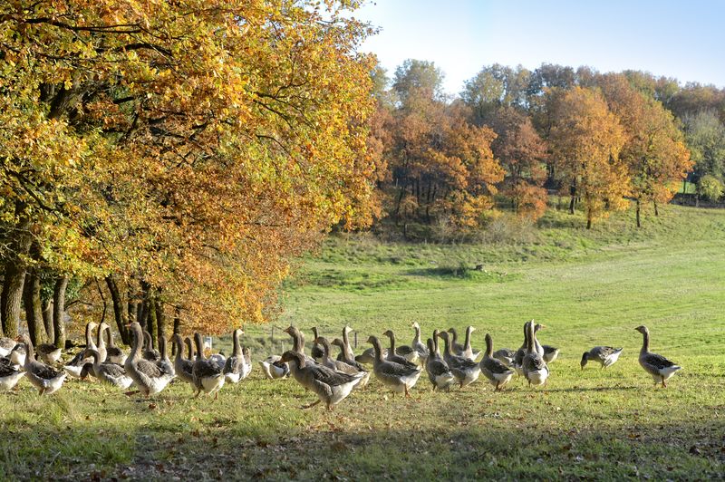 Autour du gras à la Bachellerie, La Bachellerie - photo 3