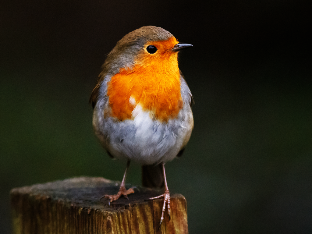 PAPOTAGE APÉRO - Ecoute et conférence sur les oiseaux — visuel événement
