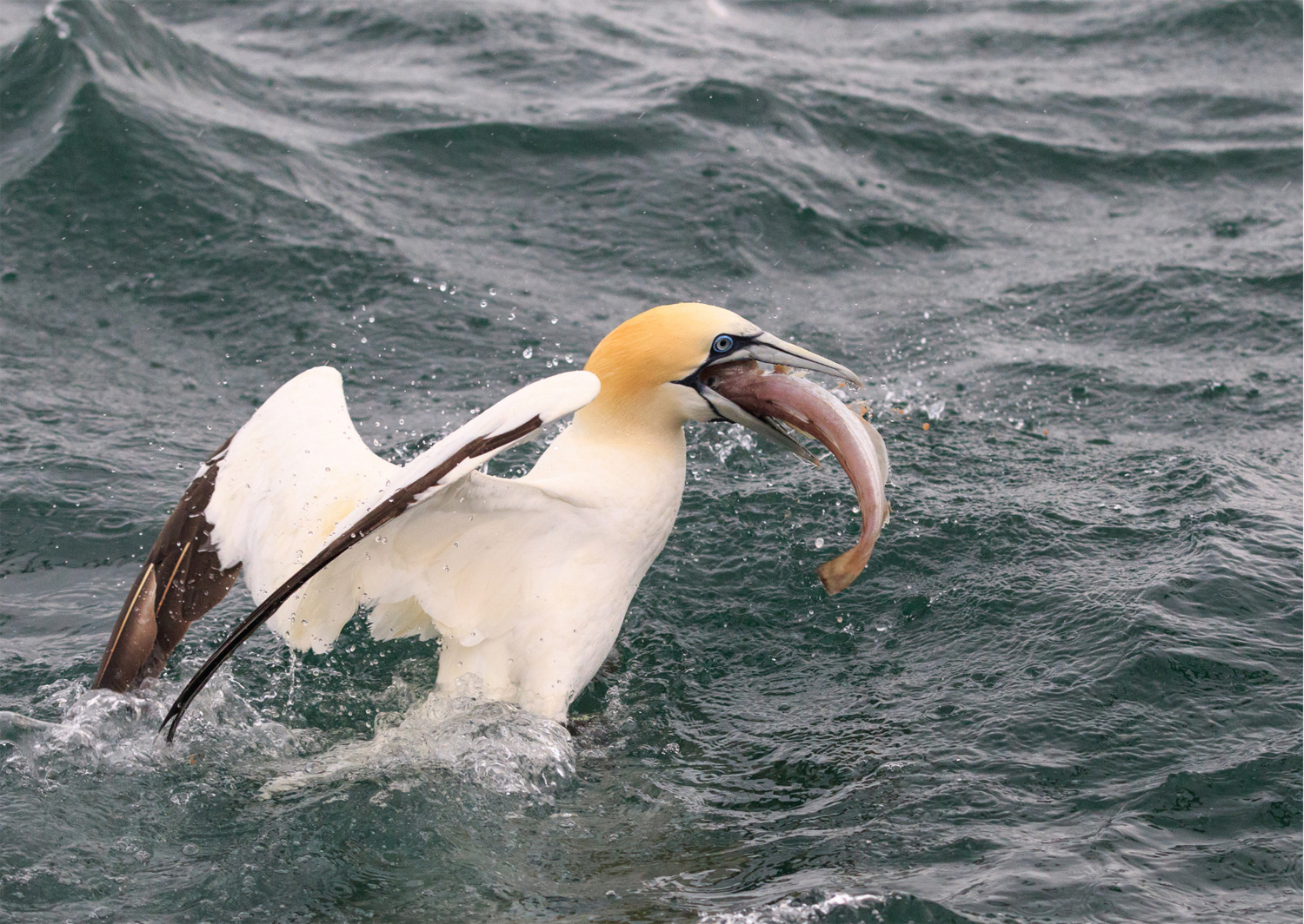 Oiseaux marins, fuyez la tempête !