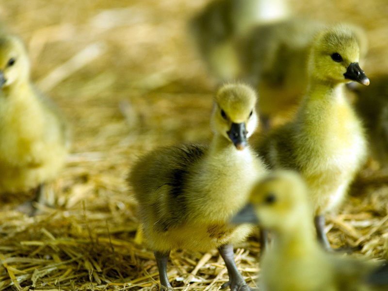 SCEA Les oies du Périgord Noir - photo 5