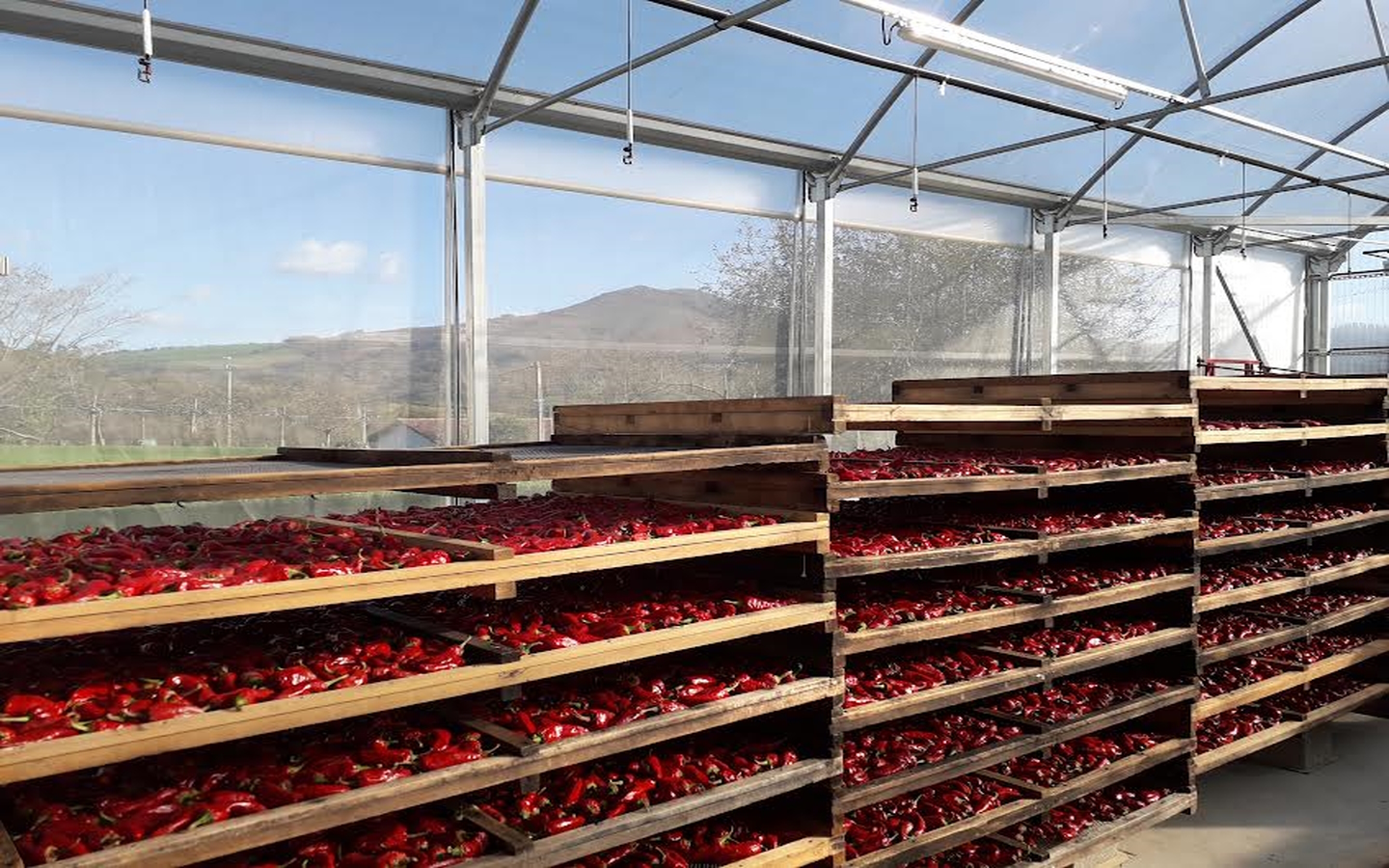 Visite d'une ferme familiale de piment d'Espelette