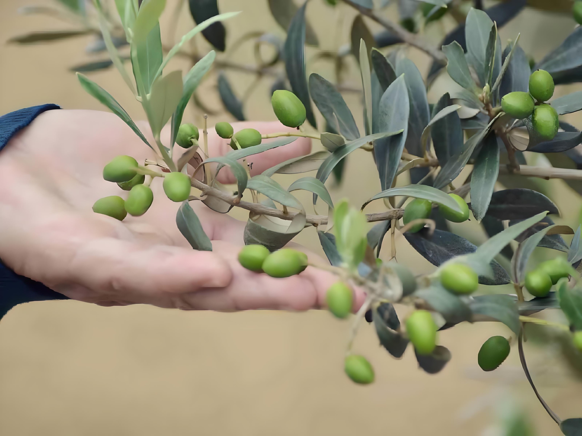 Oliveraie d’Aillas — Producteurs & Artisans à Gironde