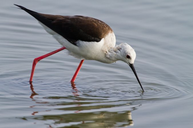 Terres d'Oiseaux, Braud-et-Saint-Louis - photo 2