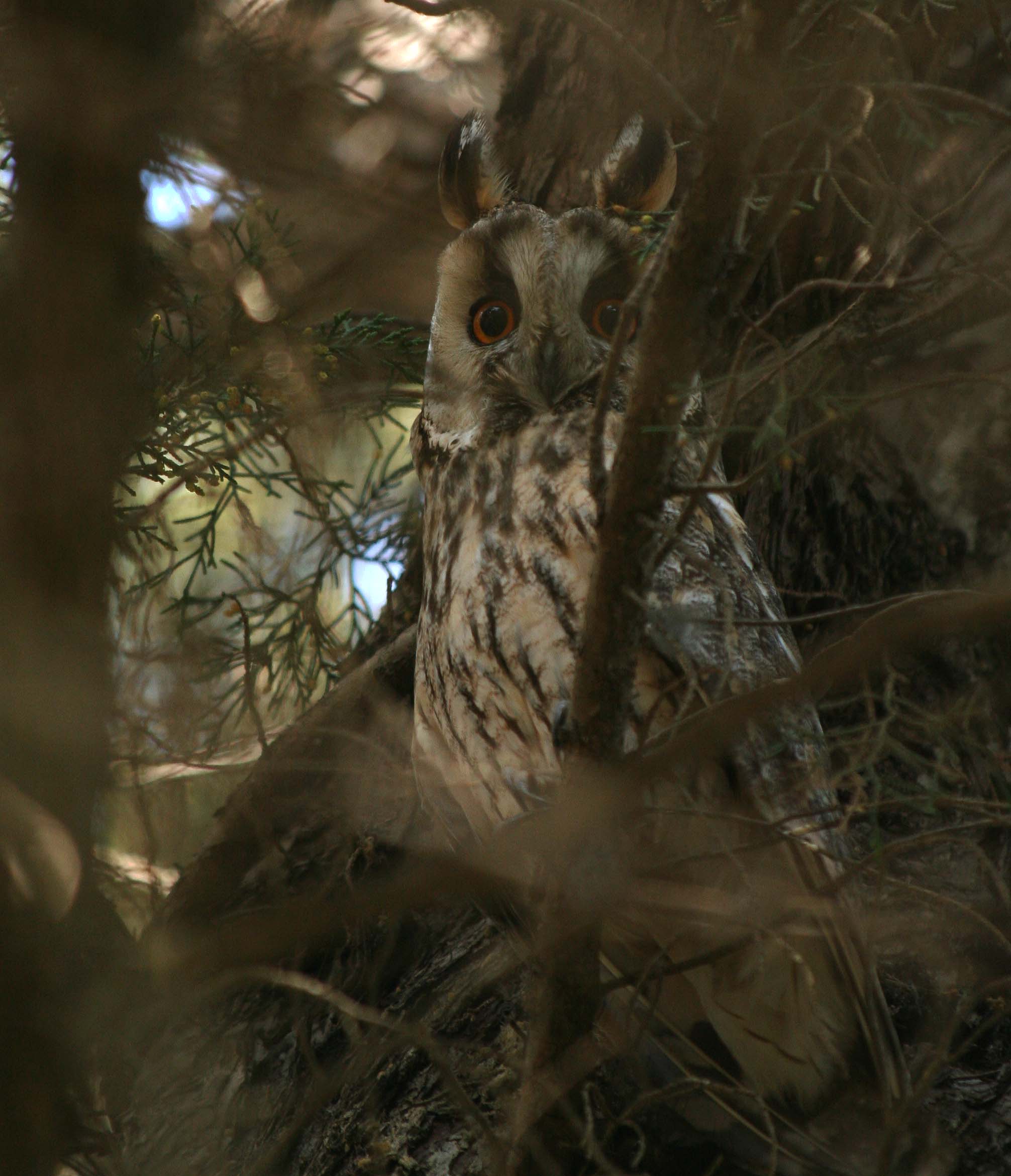 Plaines agricoles du Verteillacois, Gout-Rossignol - photo 7