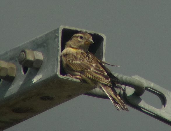 Les Pelouses sèches, Paussac-et-Saint-Vivien - photo 3