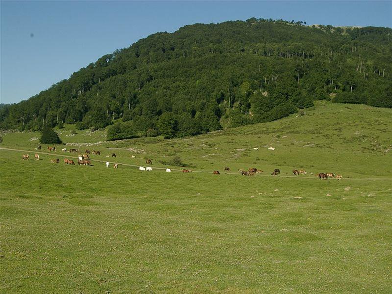 Forêt d'Iraty - Lac d'Iraty - L'Etxola