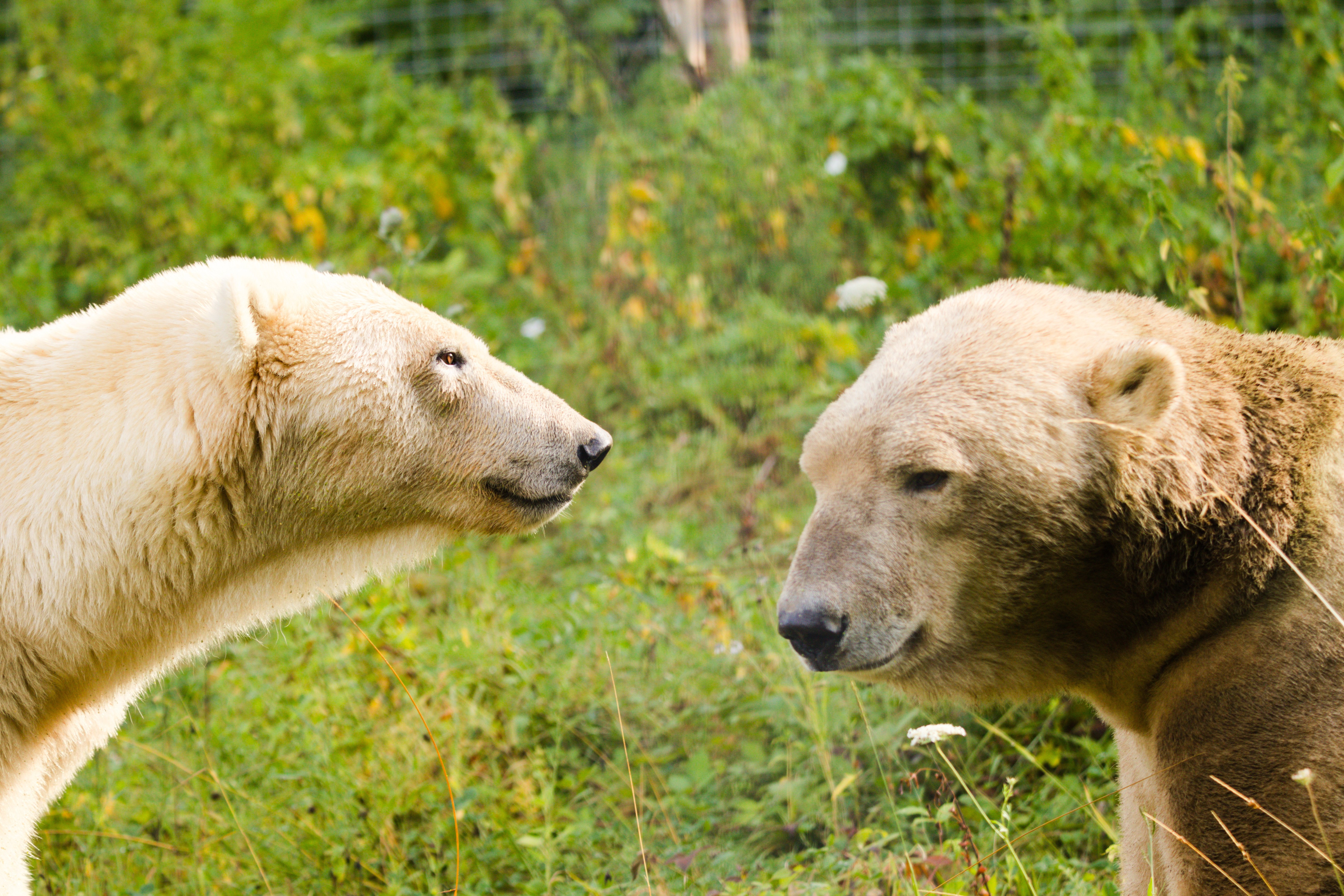 Parc Zoo du Reynou, Le Vigen - photo 3