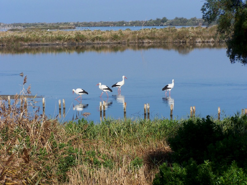 Au Teich, comme un oiseau sur le sentier du littoral - photo 3