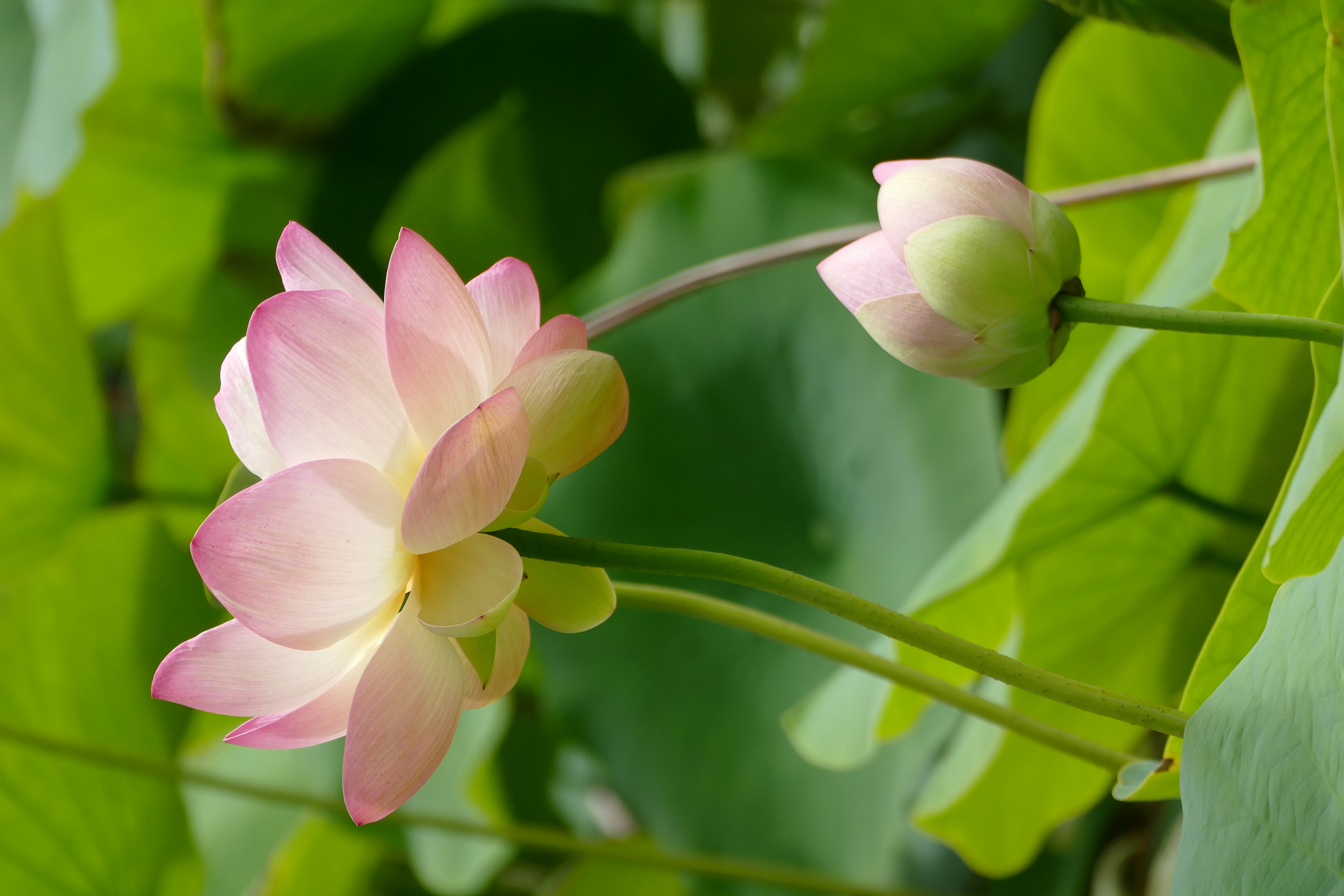 Arboretum Al Gaulhia, Espartignac - photo 5