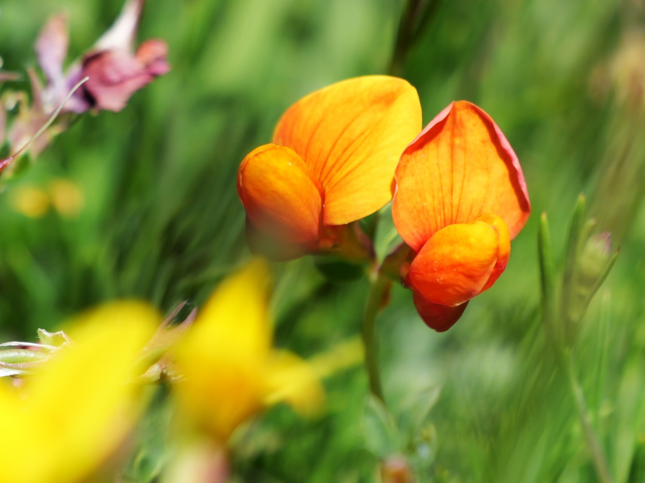 Sentier botanique Marcel Saule - photo 2