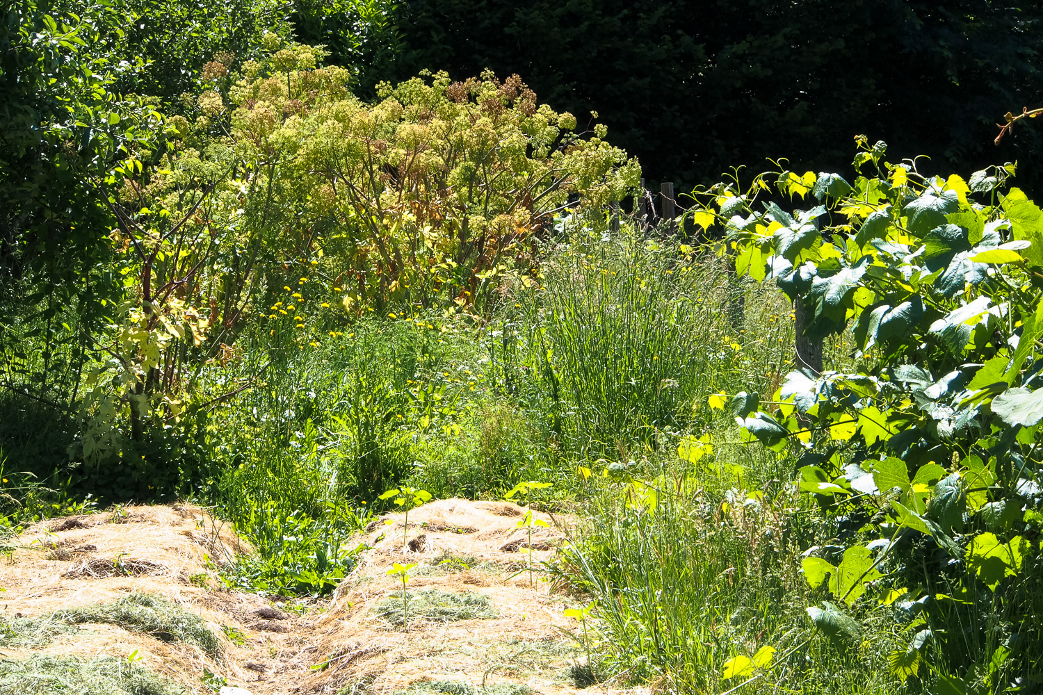 La Ferme des Simples