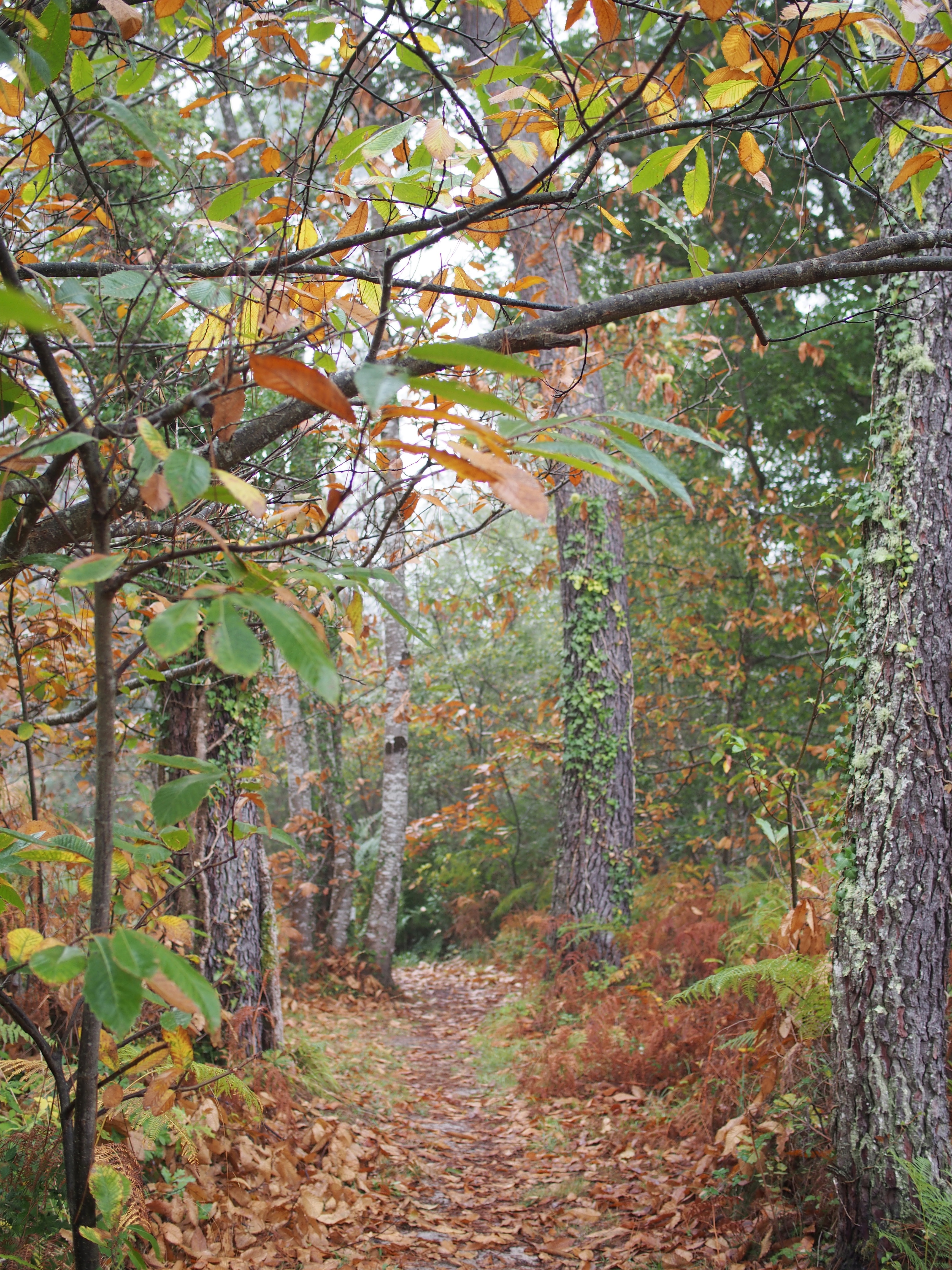 Sentier pédagogique et Arboretum de Graine de Forêt, Garein - photo 9